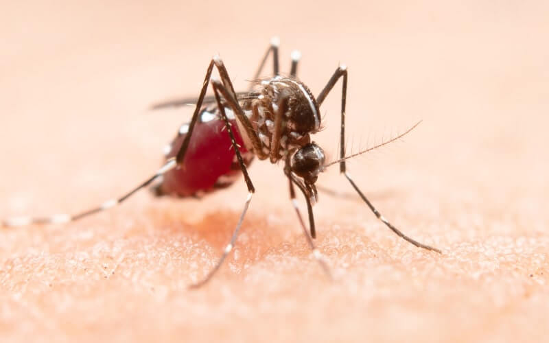 Everything You Need To Know About Dengue